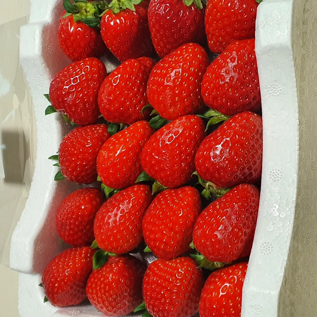 딸기가 제철이에요🍓