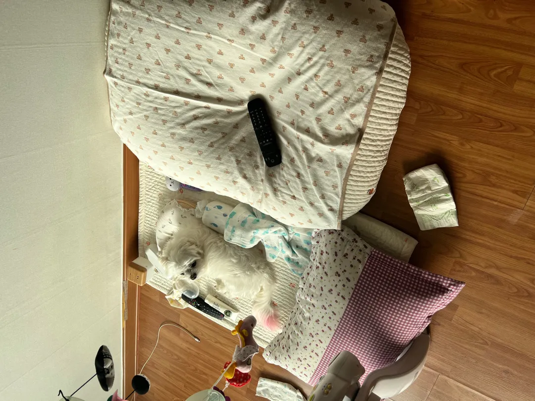 애개육아하시는 분👶🏻❤️🐶
