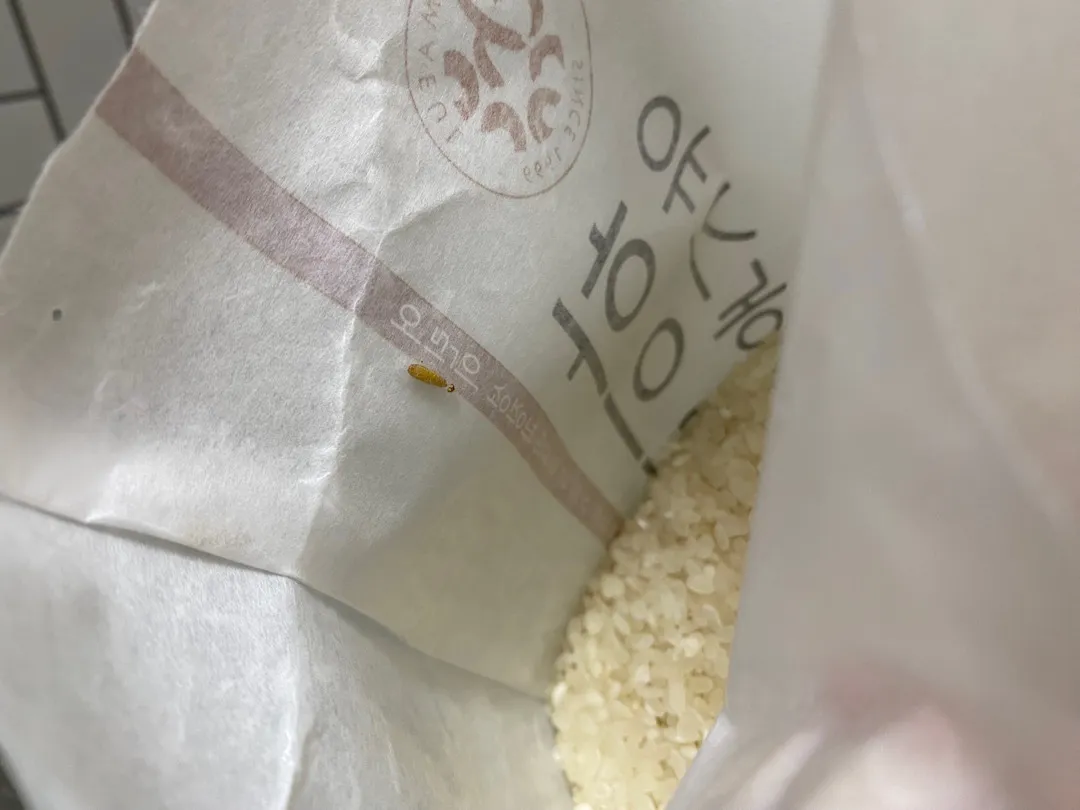 초록마을에서 쌀 뜯자마자 벌레가..