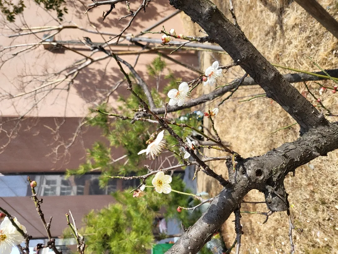 봄이네요💮🌼🌸