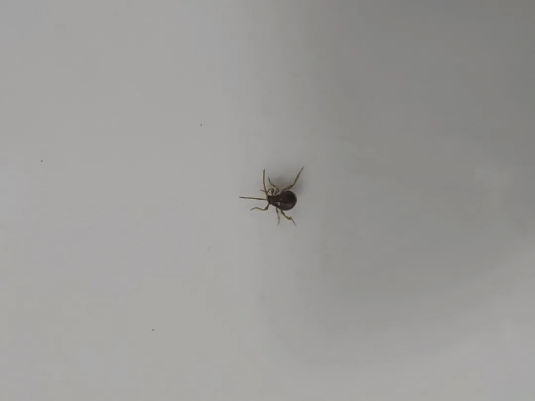 이거 진드기인가요? ㅜㅜ