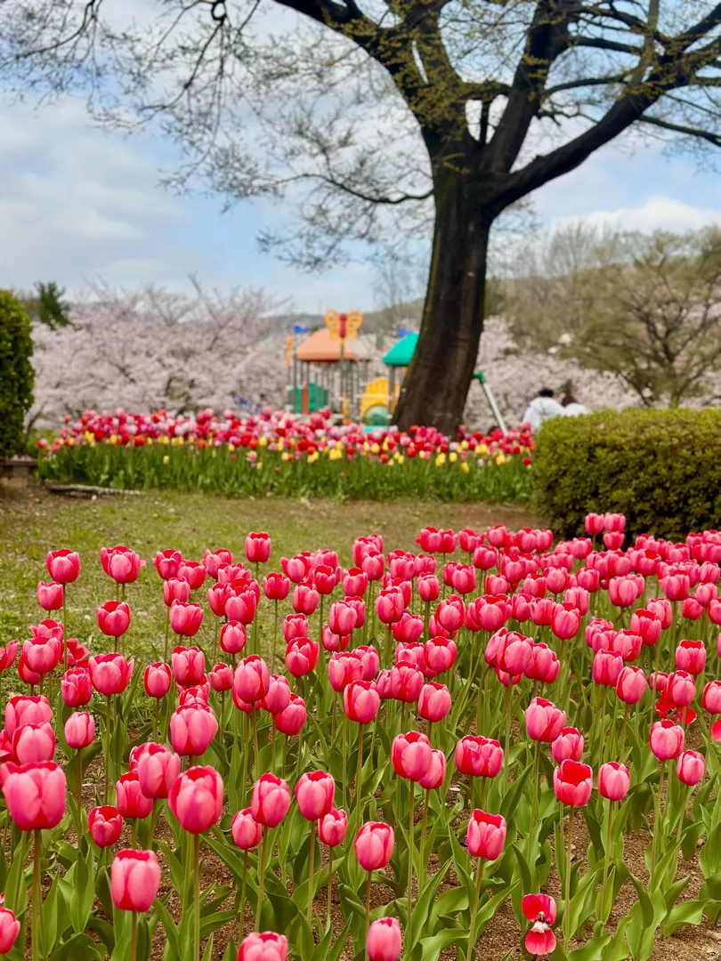 봄기운 만끽해요 >.< 🌸🌷🌸🌷