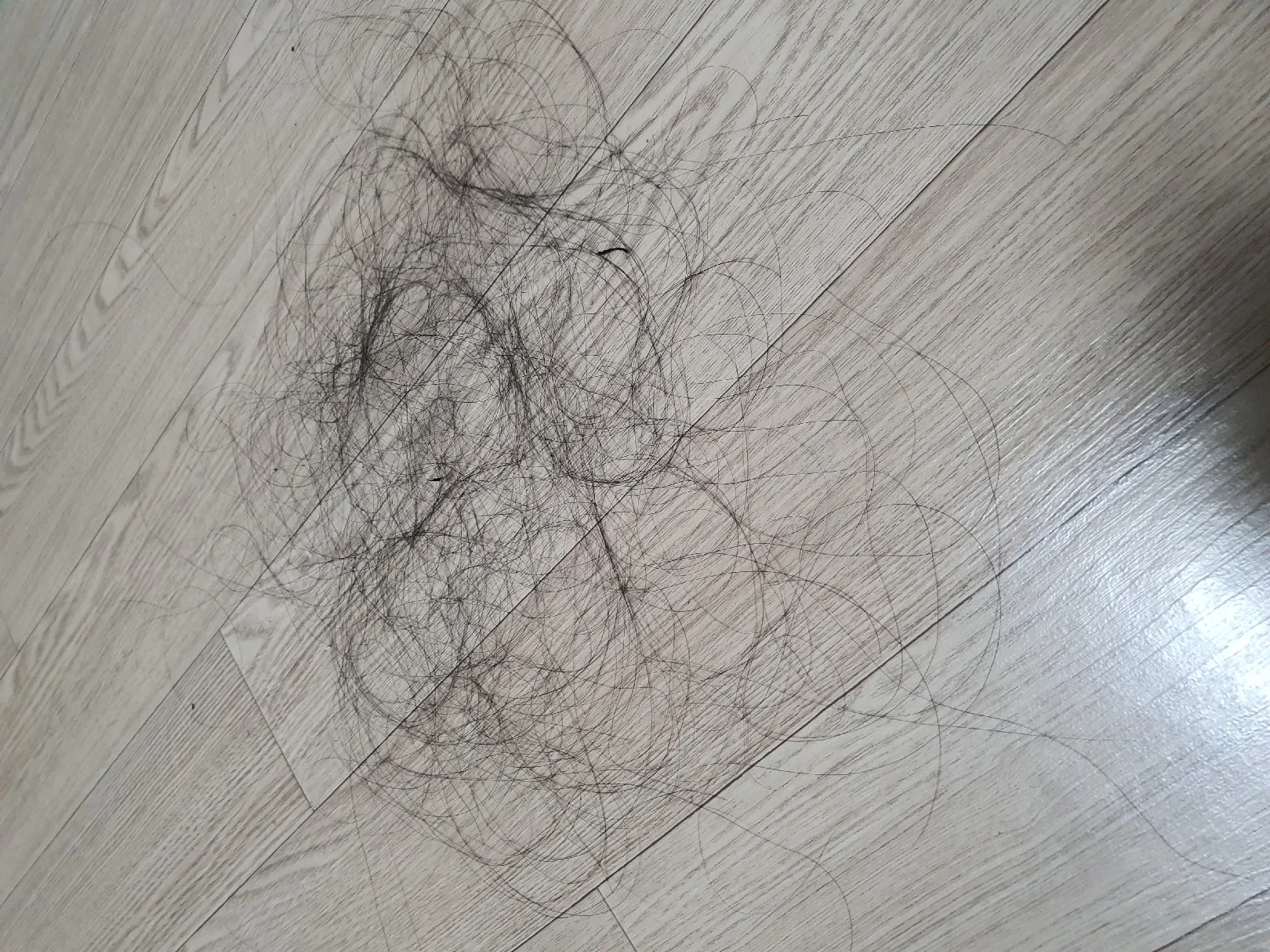 임산부 비듬탈모샴푸😭 (머리카락 사진 주의)