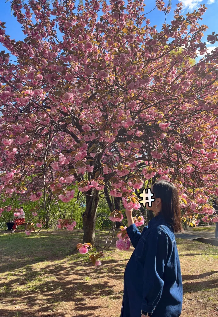 겹벚꽃 보고왔어용