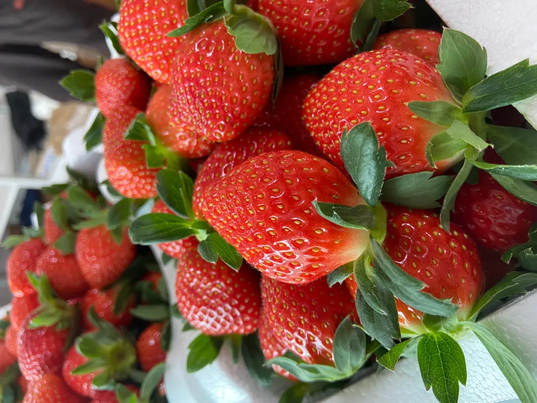 저도 딸기 먹었어요 : ) 쵝오🍓