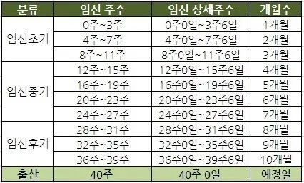 임신 주수 세는 법✨️