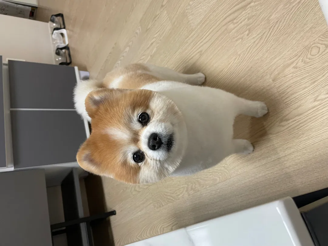 저희집 첫째입니다♥️
