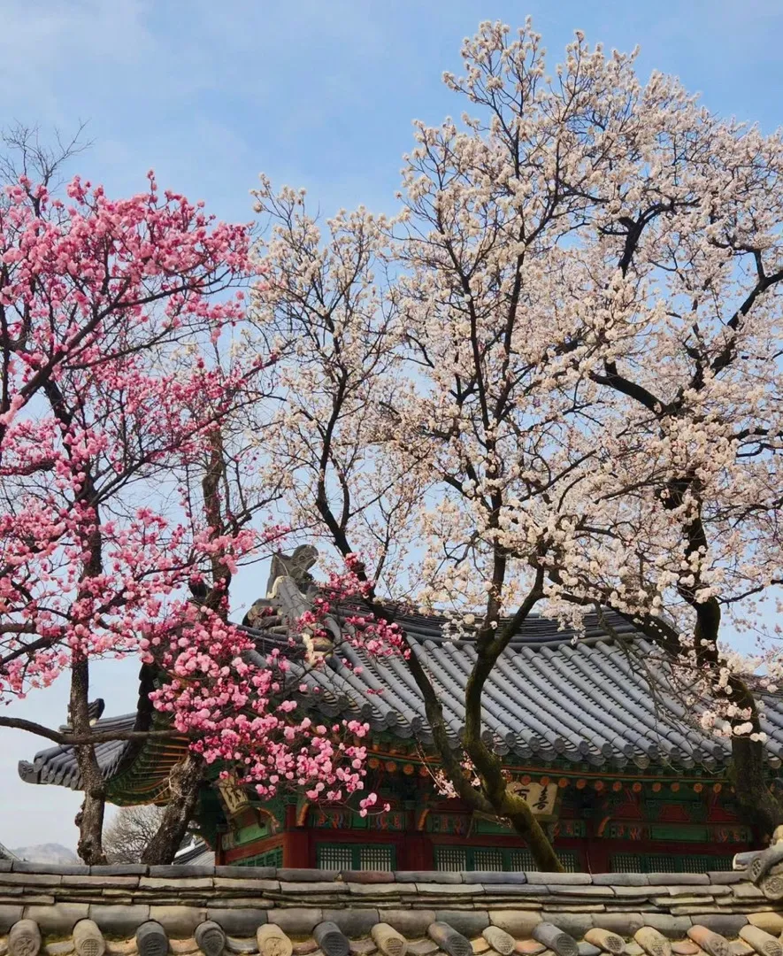 창덕궁 홍매화 