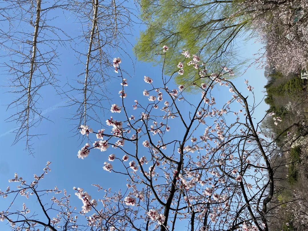 벚꽃보세용🌸