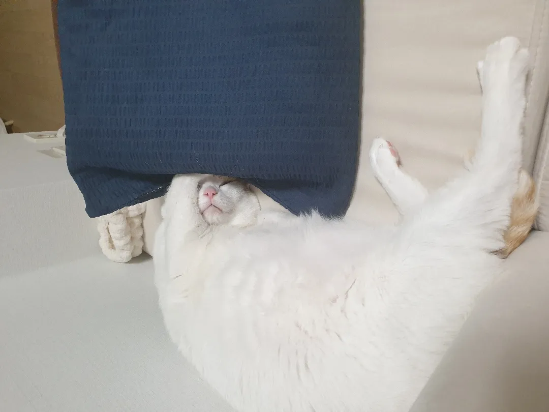 냥이 키우시는 예비엄빠들 ~~