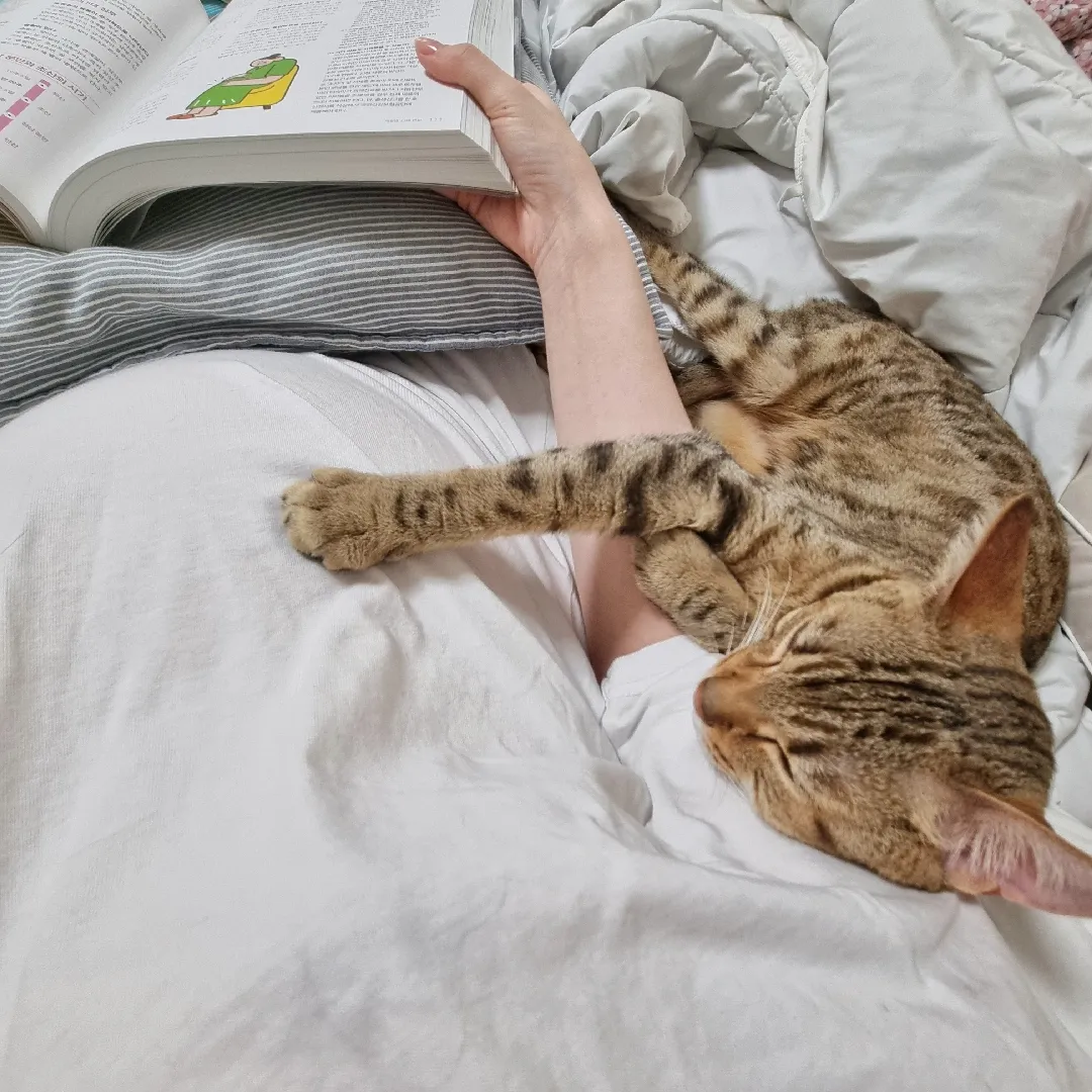 고양이랑 태교해요🐱
