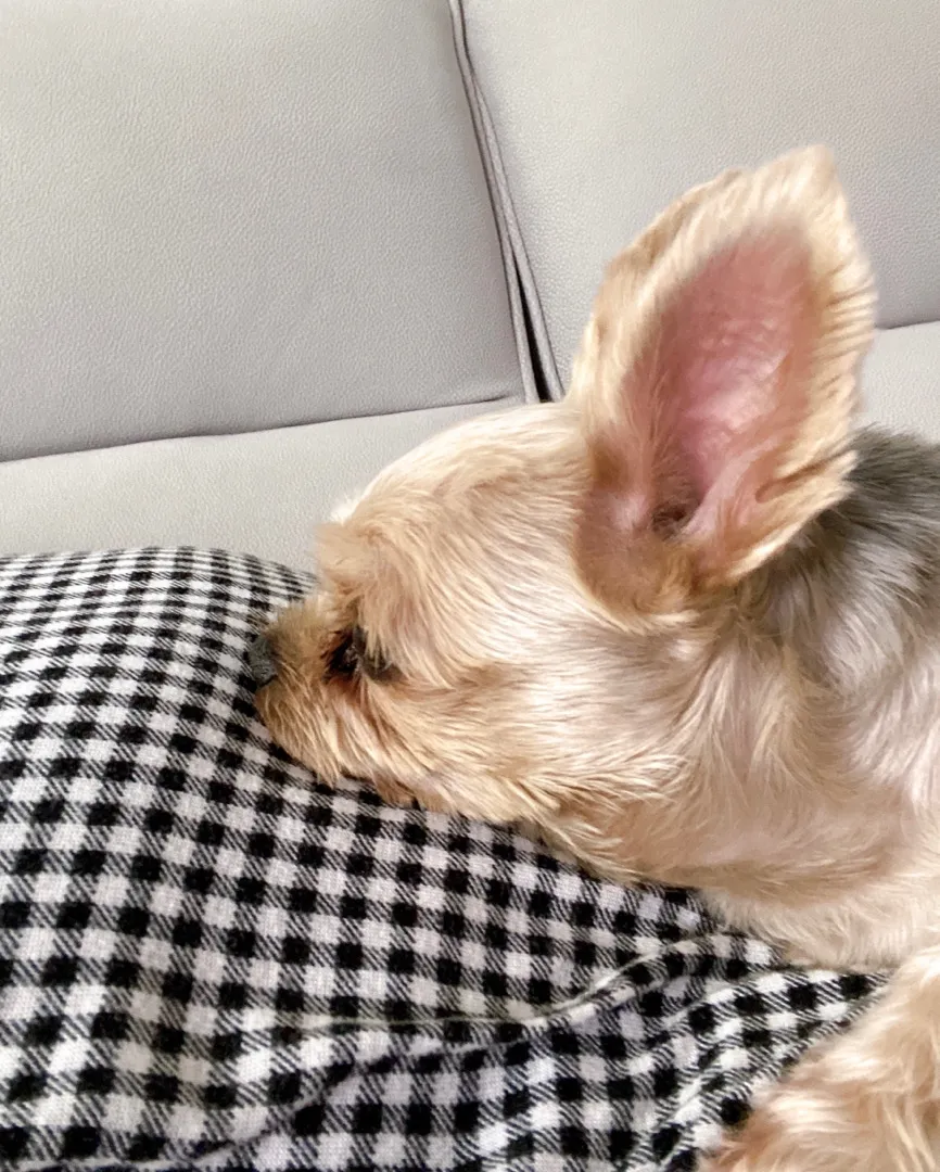 강아지도 느끼나봐요^^