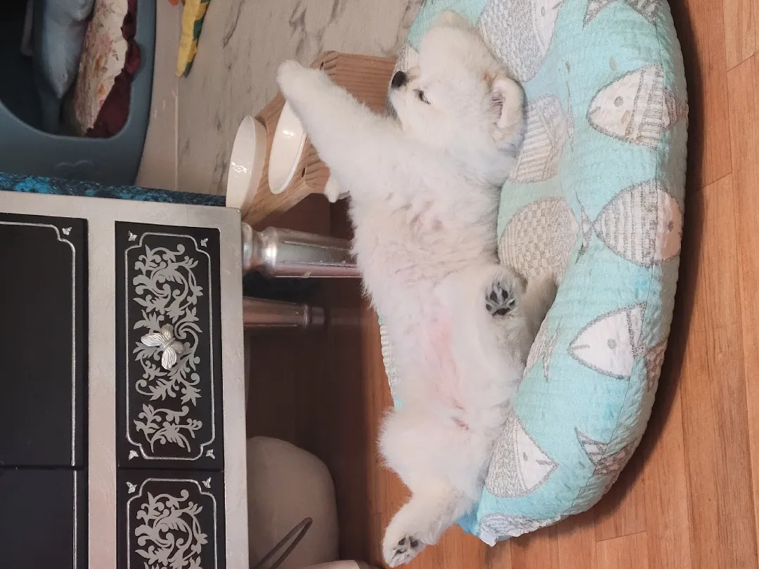 강아지 태교 같이 해요~