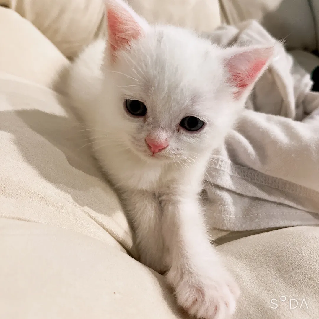 생후 1달된 저희집 냥이에용😍