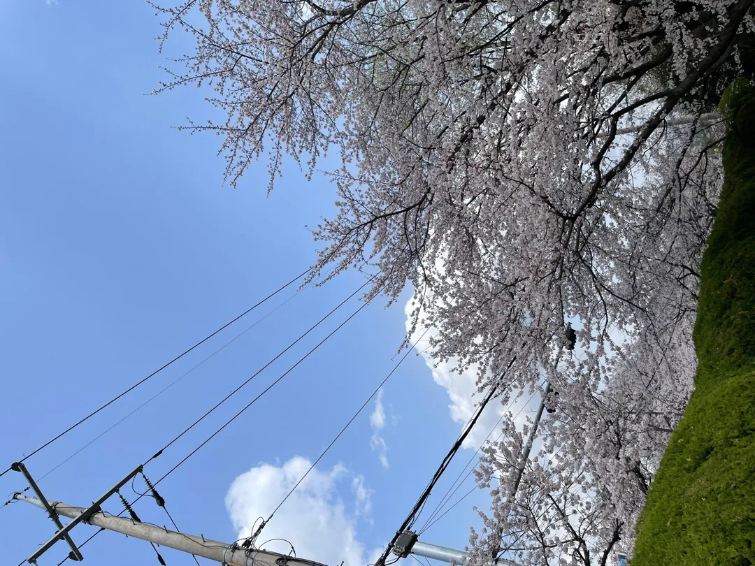 봄이왔어요🌸