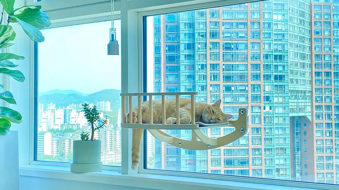 저희 집 냥이 하루종일 저만 쳐다봐요. 🐱