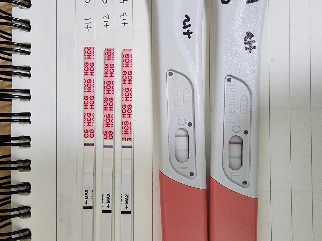 배란13일차 임테기좀 같이 봐주세용ㅠ