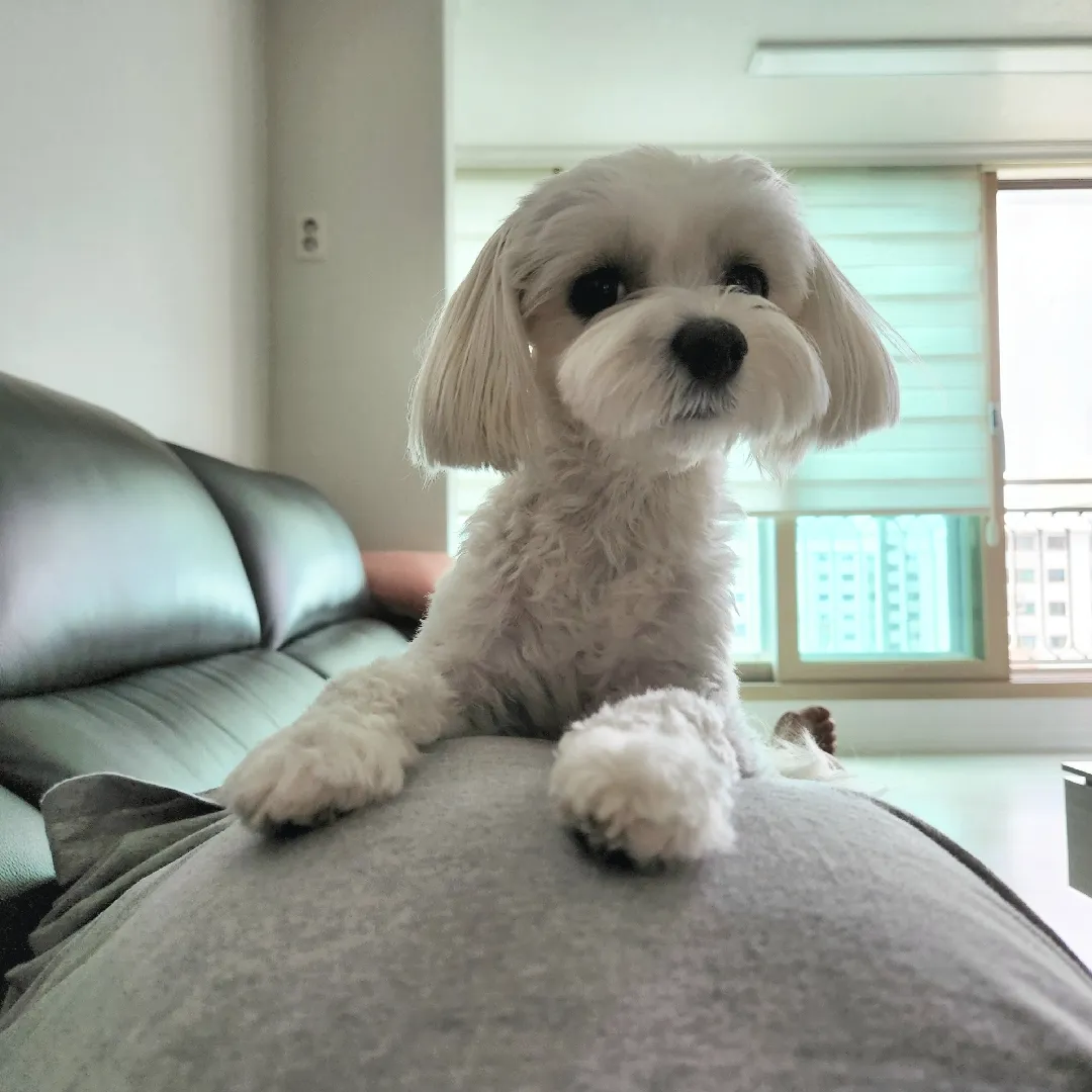 우리 첫째 별이랑 둘째 리윤이와 교감중