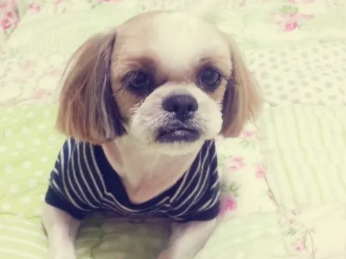 임신19주차... 펫로스증후군 어떻게 극복해야 할까요?