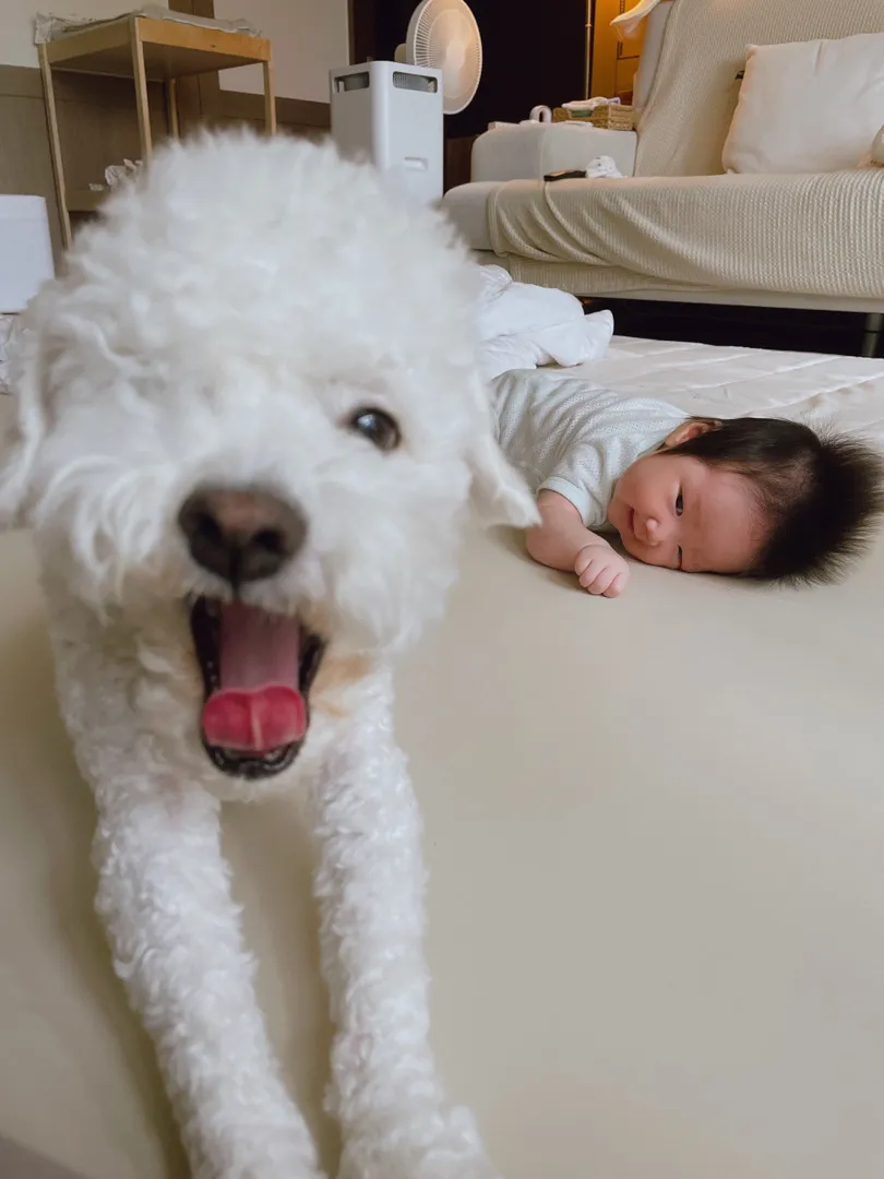 아기랑 반려견 같이 키우시는 분??🐶