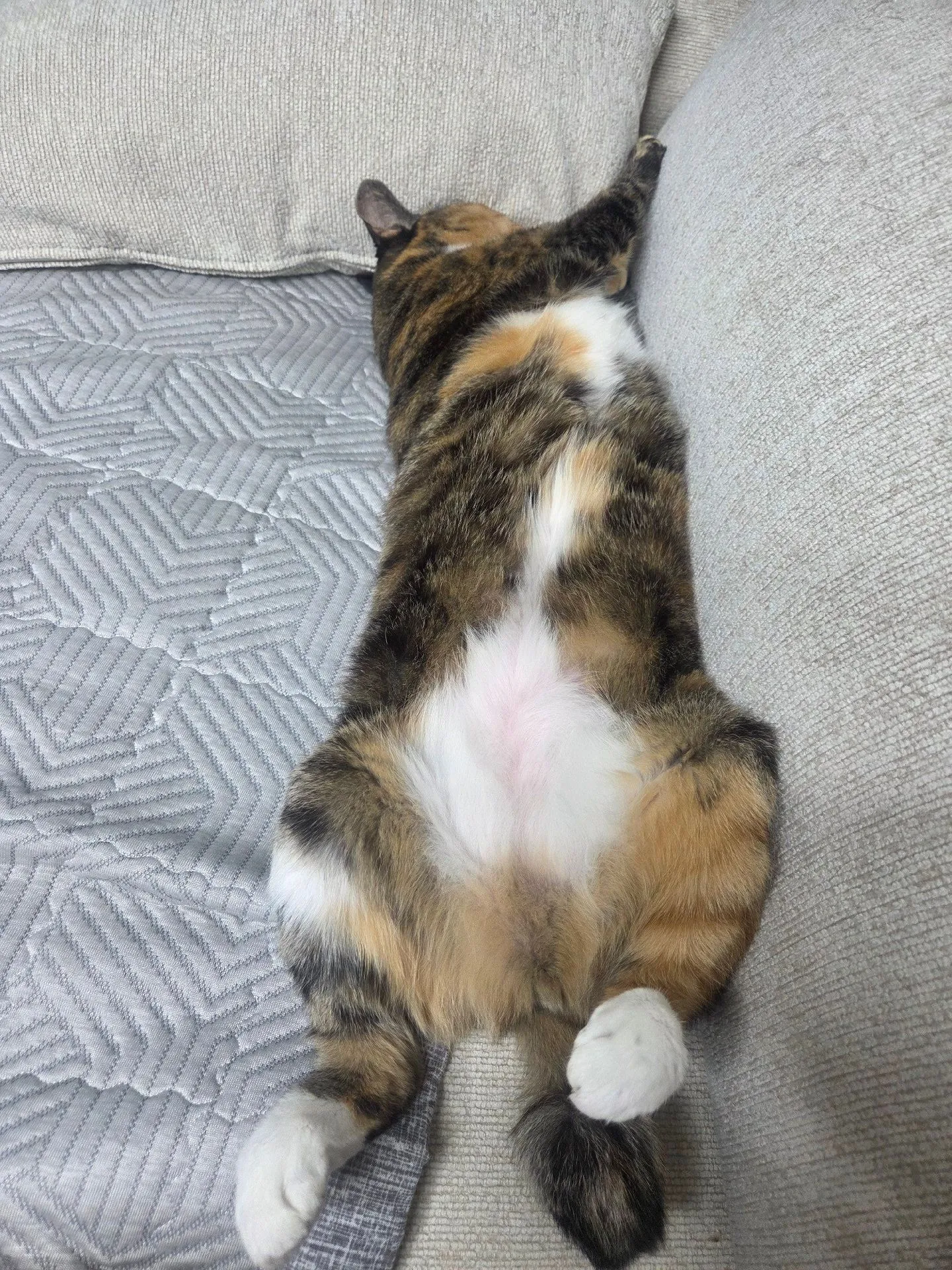 고양이 키우는 분들 궁금한게 있어요!