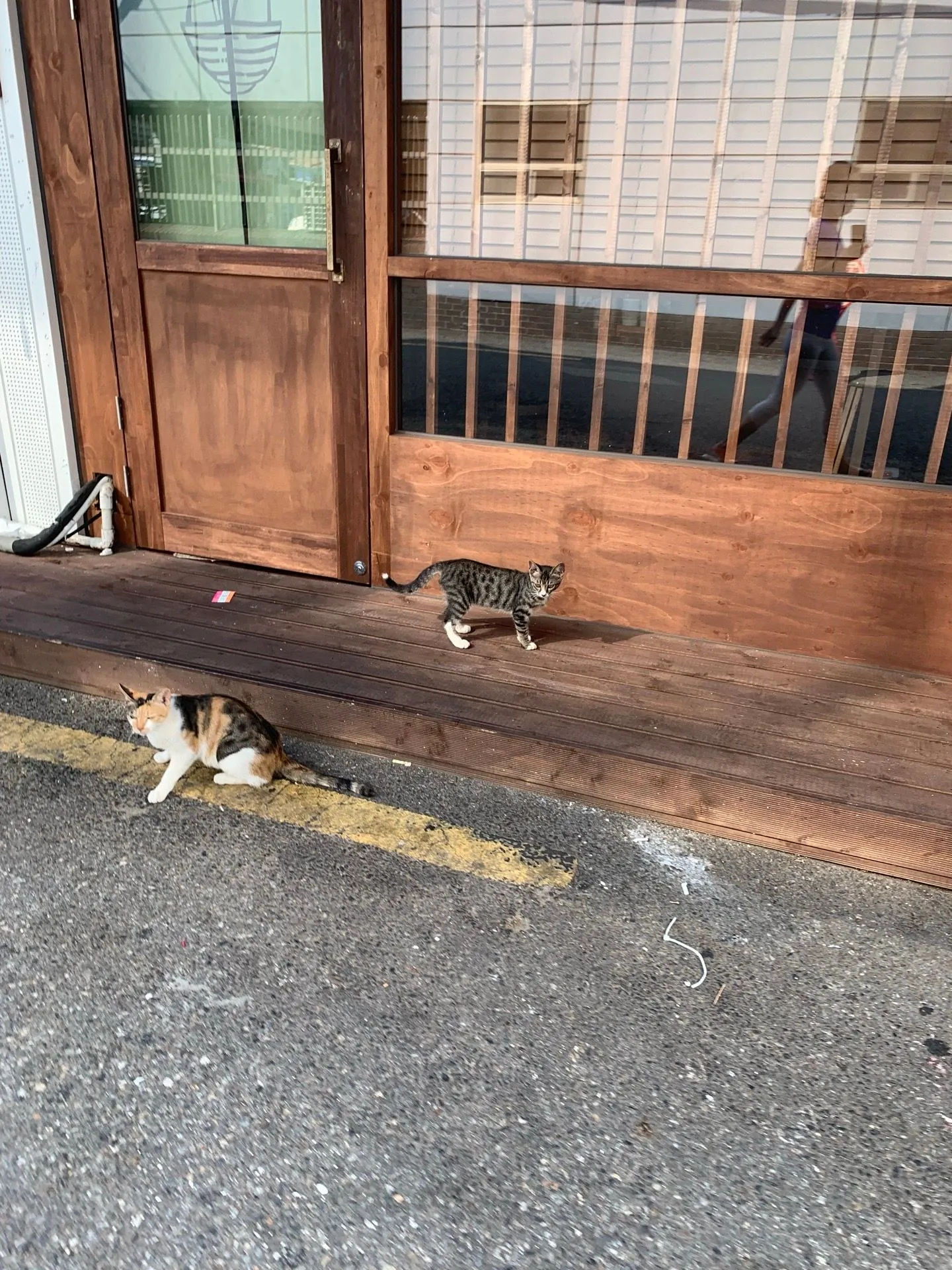 고양이들은 이 더운날 어떻게 살아갈까요