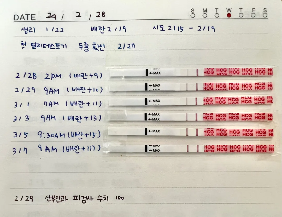 배란이 늦은경우 임테기(초음파상주수2주느림)