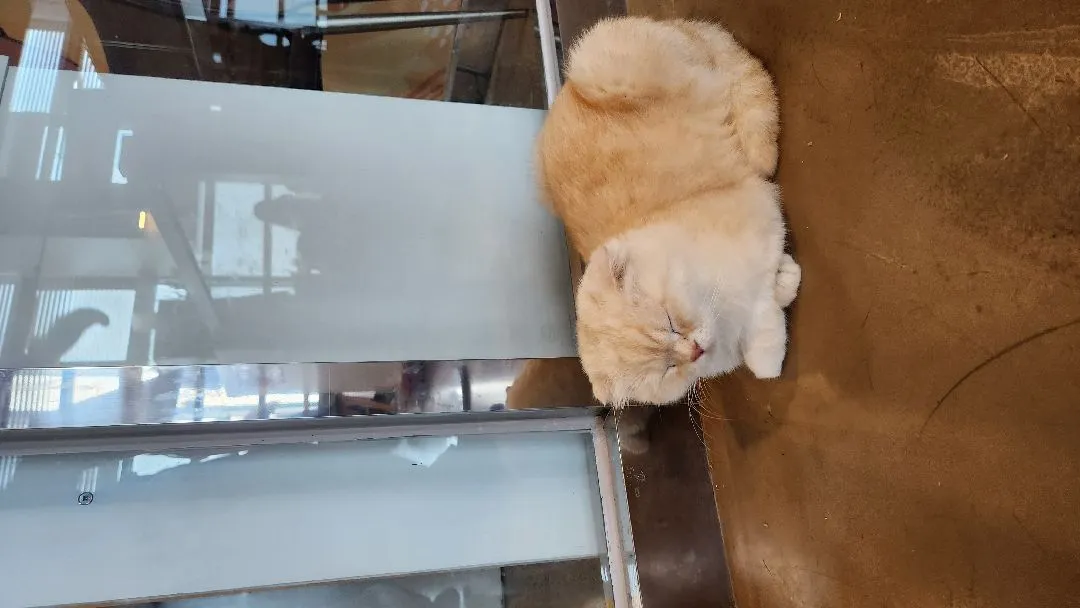태몽?? 🍑