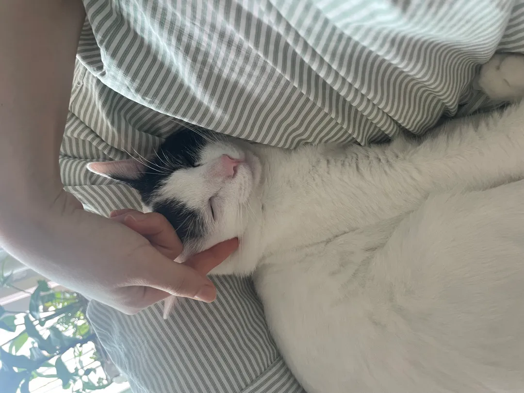 고양이가 자꾸 배 근처 와서 자요