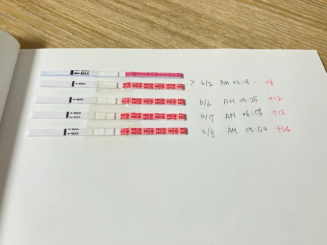시험관 신선 3일 배양 이식 14일차