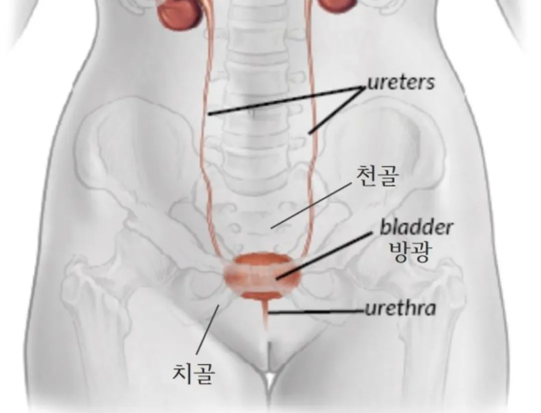 치골이 아파요..이게 환도선다인가요