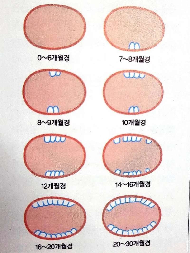 어금니나고있어요🦷
