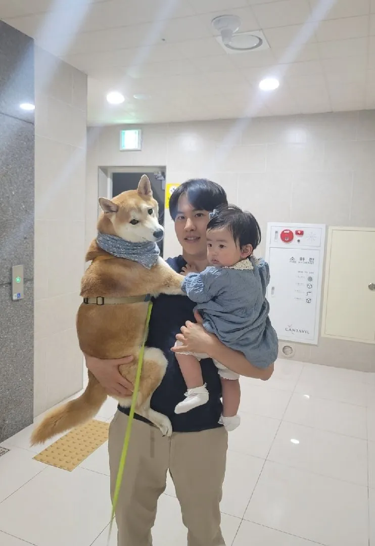 시바견과 함께 애개육아하는 문센 죽돌이 남편 칭찬해요 