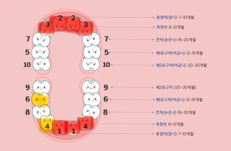 공포의 어금니시작일까요!?ㅠㅠ