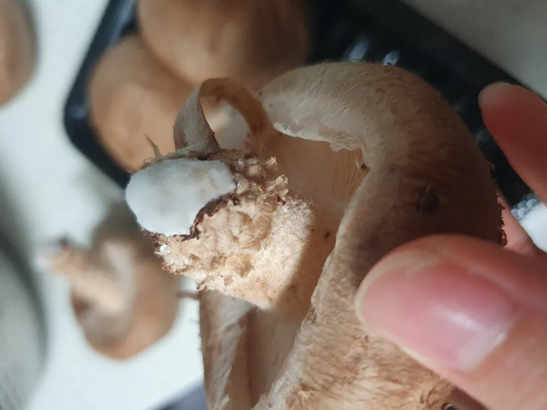 표고버섯 곰팡이?