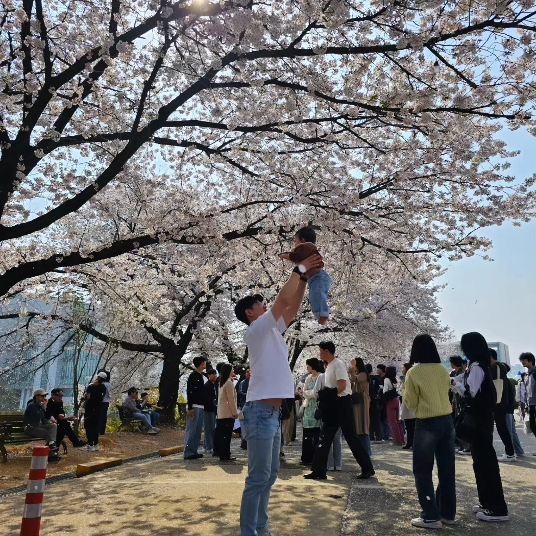 벚꽃구경