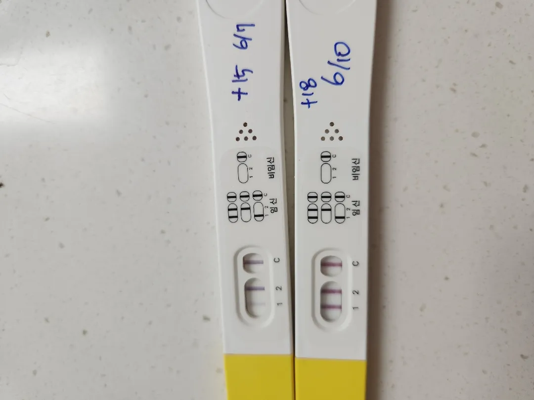 내일 가면 난황 보일까요?