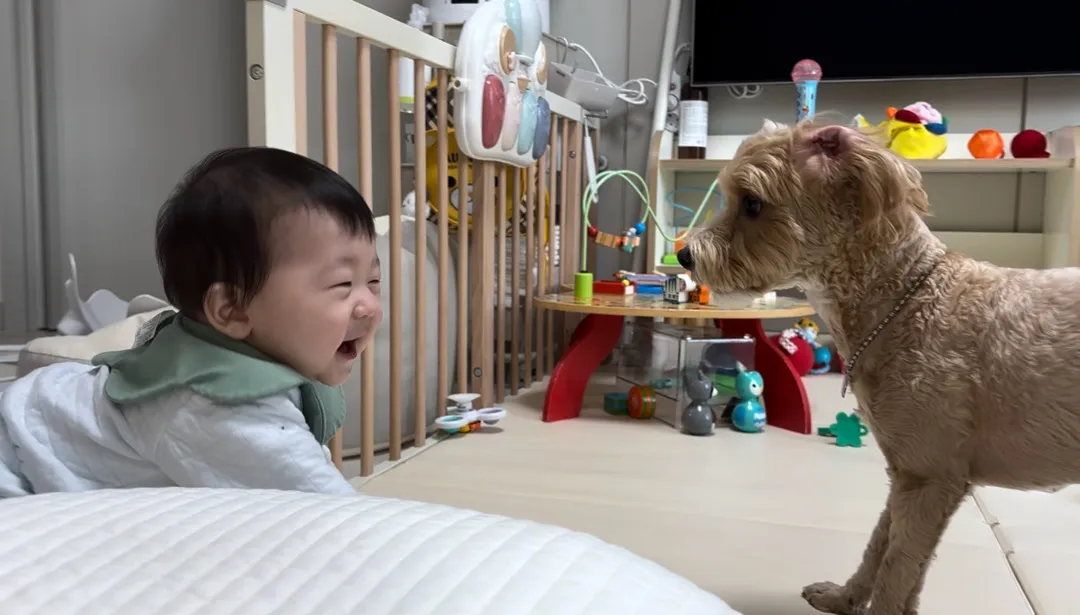 8개월만에 친해진 강쥐와 아기🐶👶🏻💗