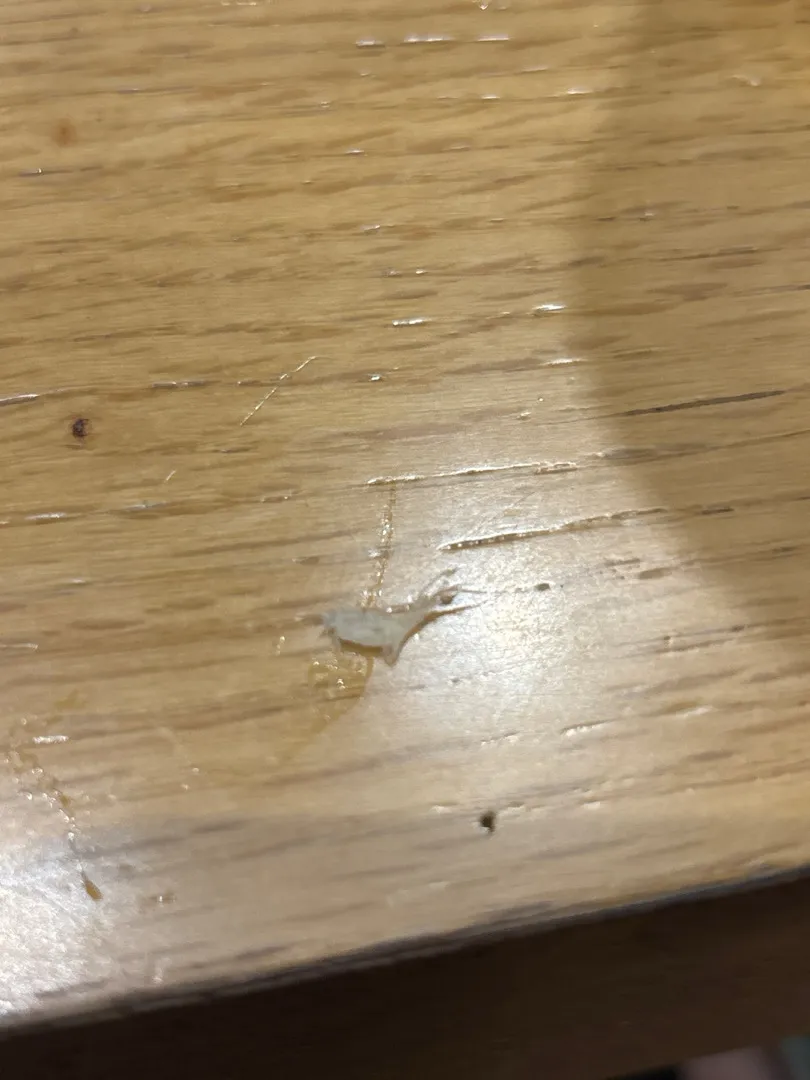 플라스틱? 비닐? 섭취