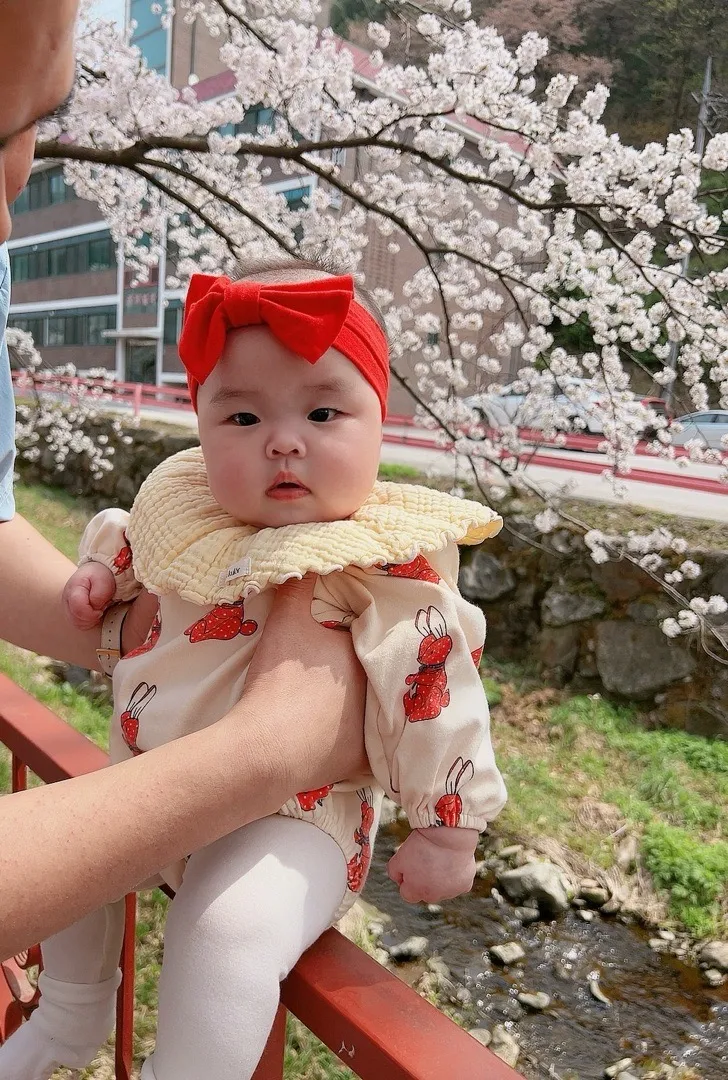 저도 벚꽃 막차입니둥😁