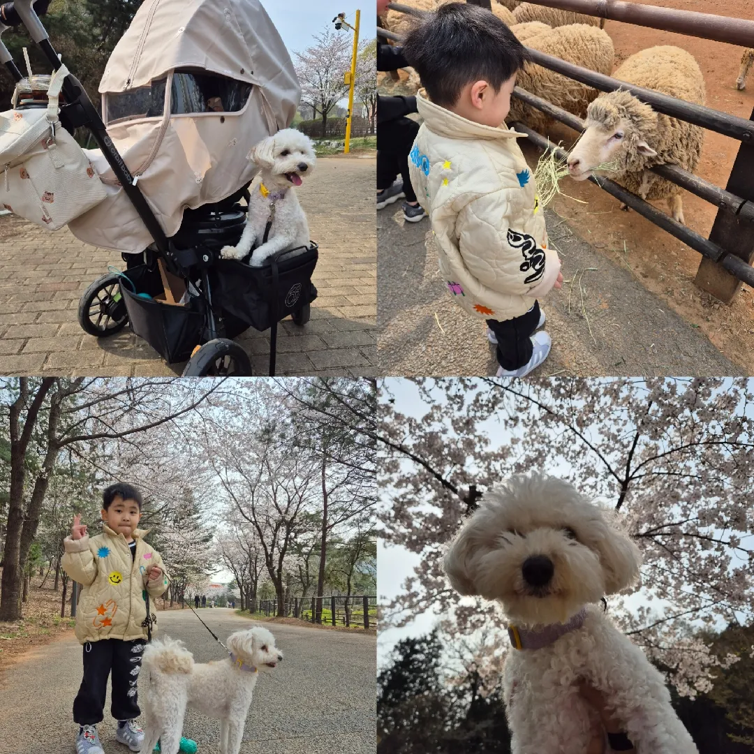 저도 벚꽃 구경하고 왔어요