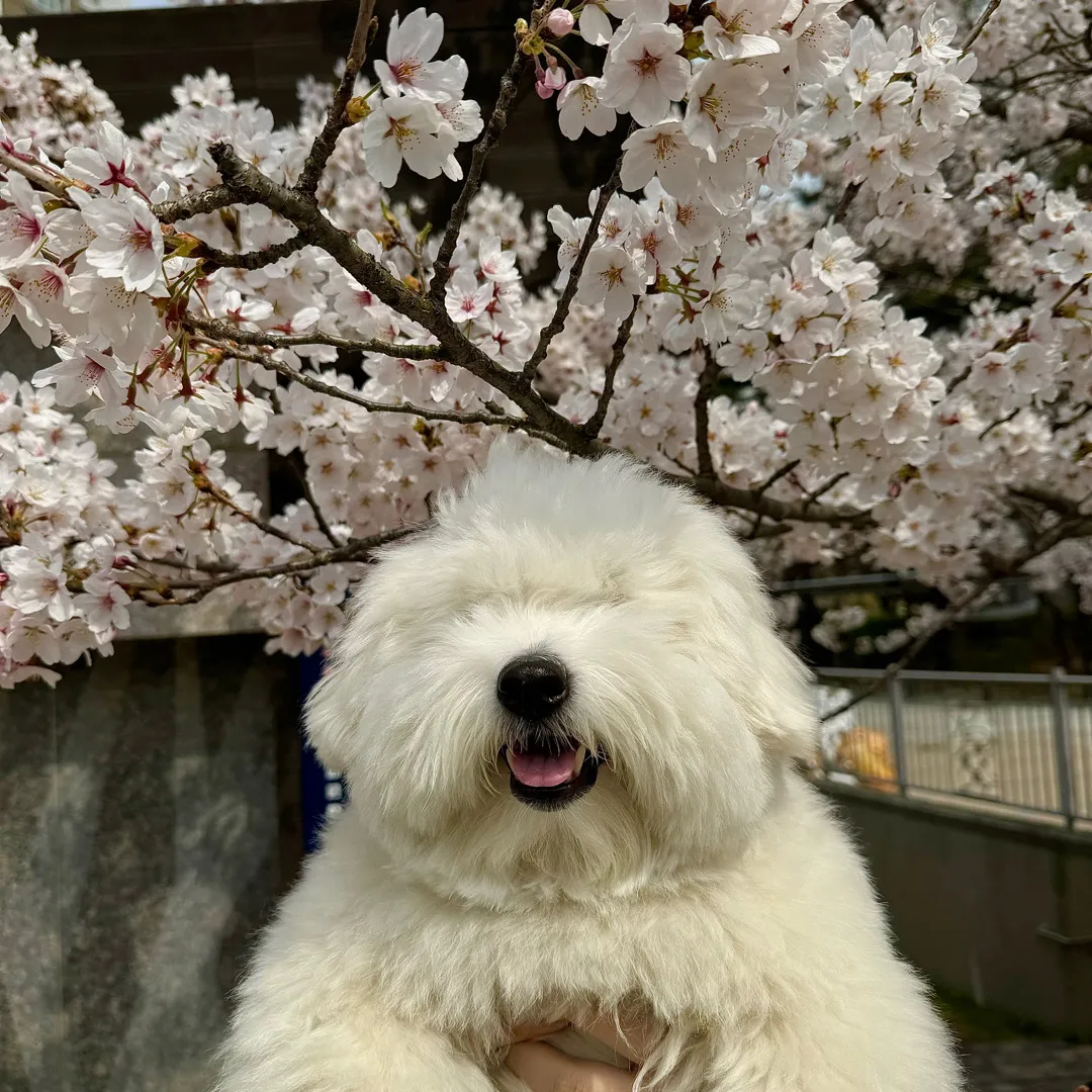 벚꽃,, 사진은 개아들만🥹