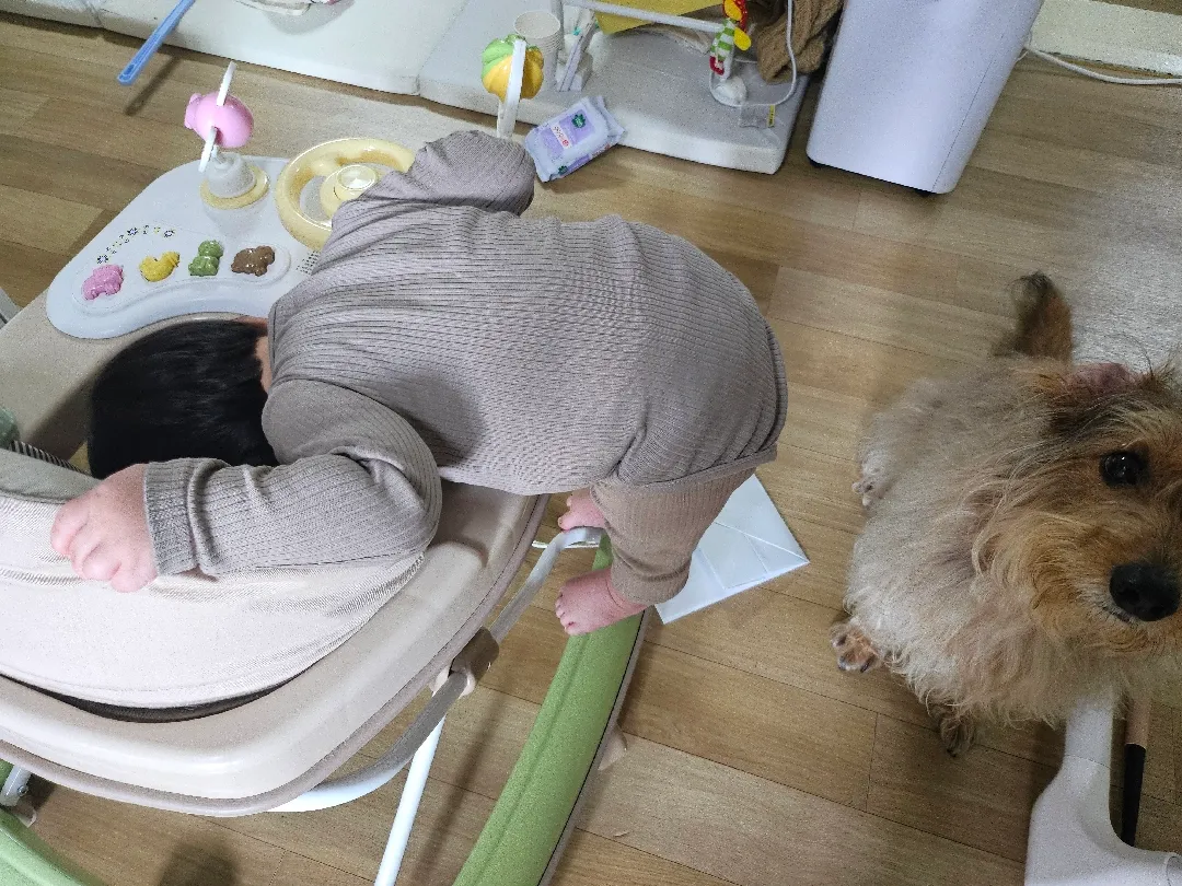 어제 가온이 장거리 탑승했어요(?) ㅠㅠㅠ feat.차 사고...
