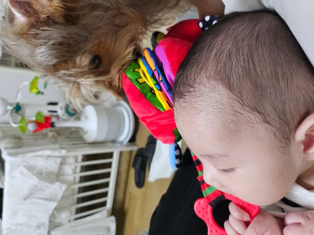 코야를 뺏기지 않으려는 애vs 뺏으려는 개 애개육아는 사랑👼🐶🤎