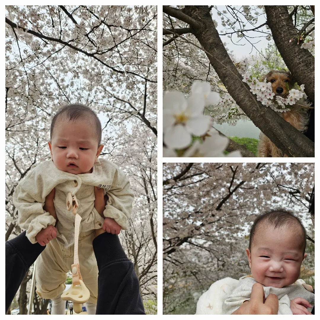 벚꽃샷....가오니는 실패,개아들은 성공? 🤣🌸