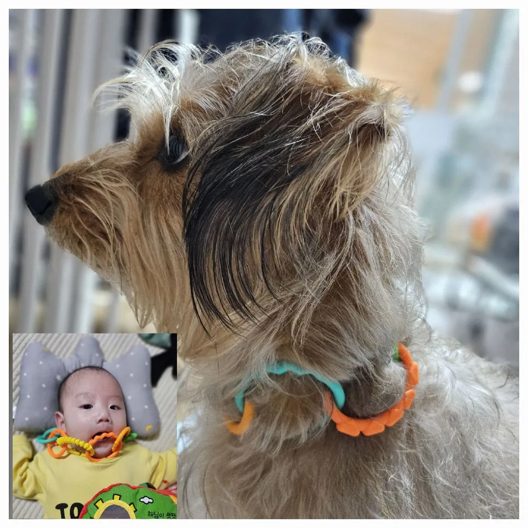 우리 개아들 목걸이 해줬어요 고리목걸이 🤣