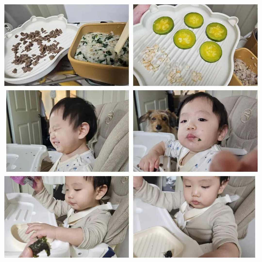 베동분들 덕분인지 지난번 밥태기 글 쓰고 다시 잘 먹네요 🥹 감사해요. +내일은 가온이 생일이에욤 🎂
