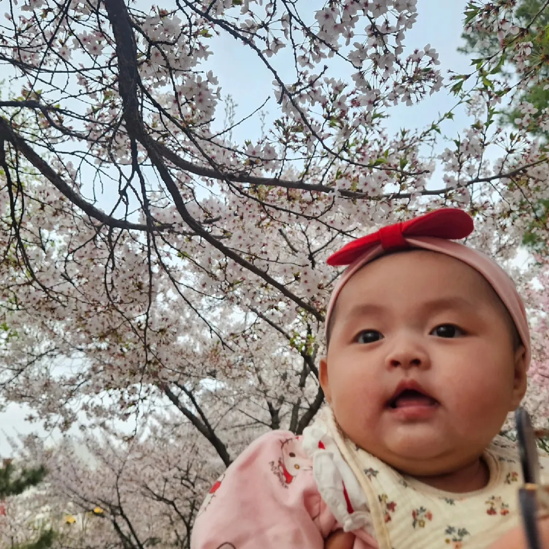 집근처공원에서 벚꽃샷막차