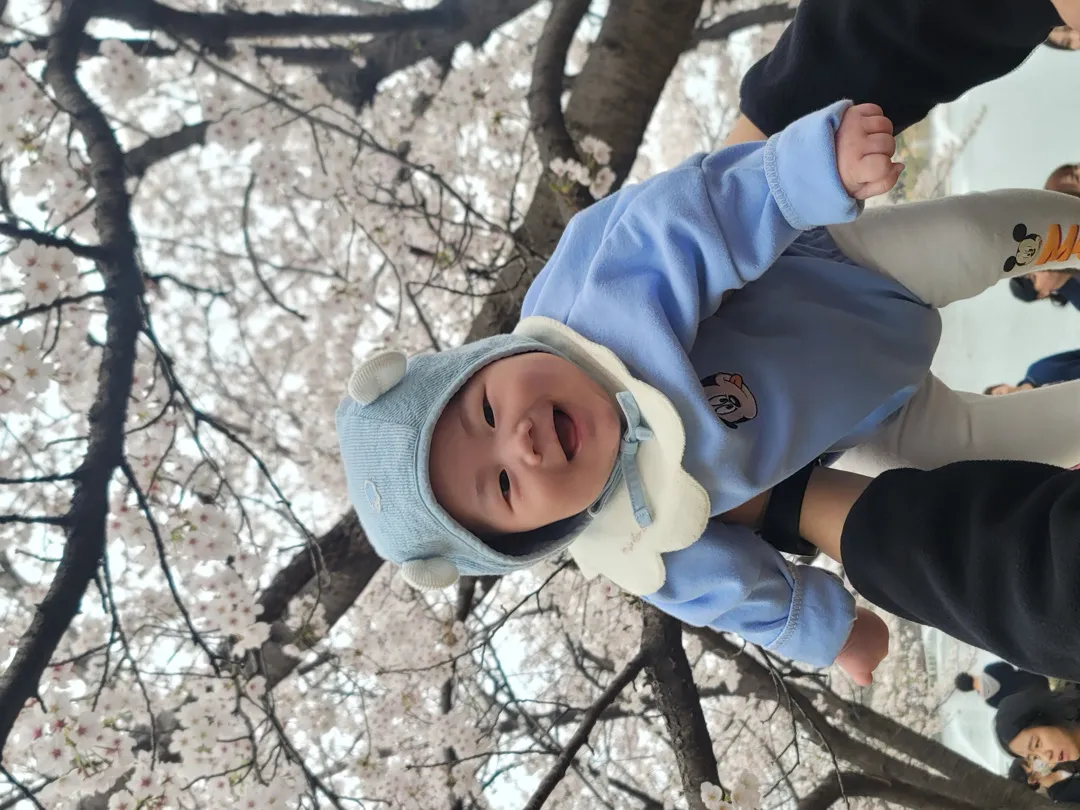 벚꽃샷 뒤늦게 막차 타볼게영🤣