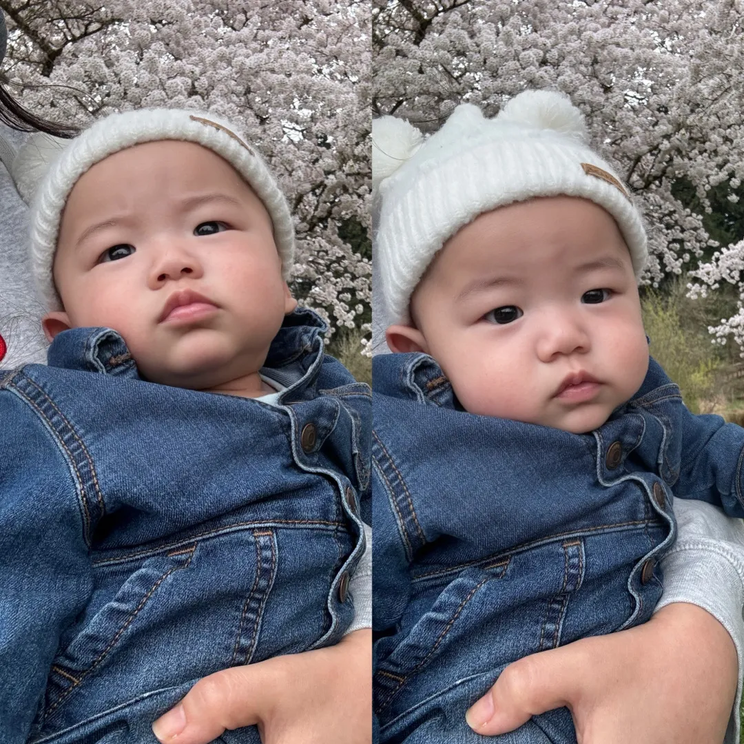 제가사는 미국 주에는 벚꽃이 한창이에요! 여러분이 사는 곳은 어떤가요!